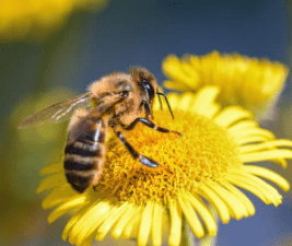 Beeing Company: La Startup chilena que cuida abejas con IA