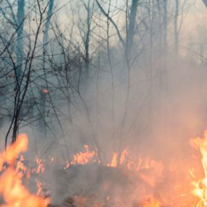 ¿Cómo la IA puede contribuir a prevenir los incendios forestales?
