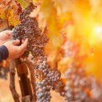 Wine Innova Tech impulsará conversatorios de turismo científico, atracción de inversiones y genética de la uva vinífera
