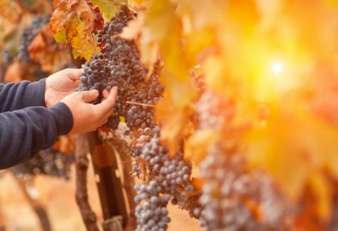 Wine Innova Tech impulsará conversatorios de turismo científico, atracción de inversiones y genética de la uva vinífera